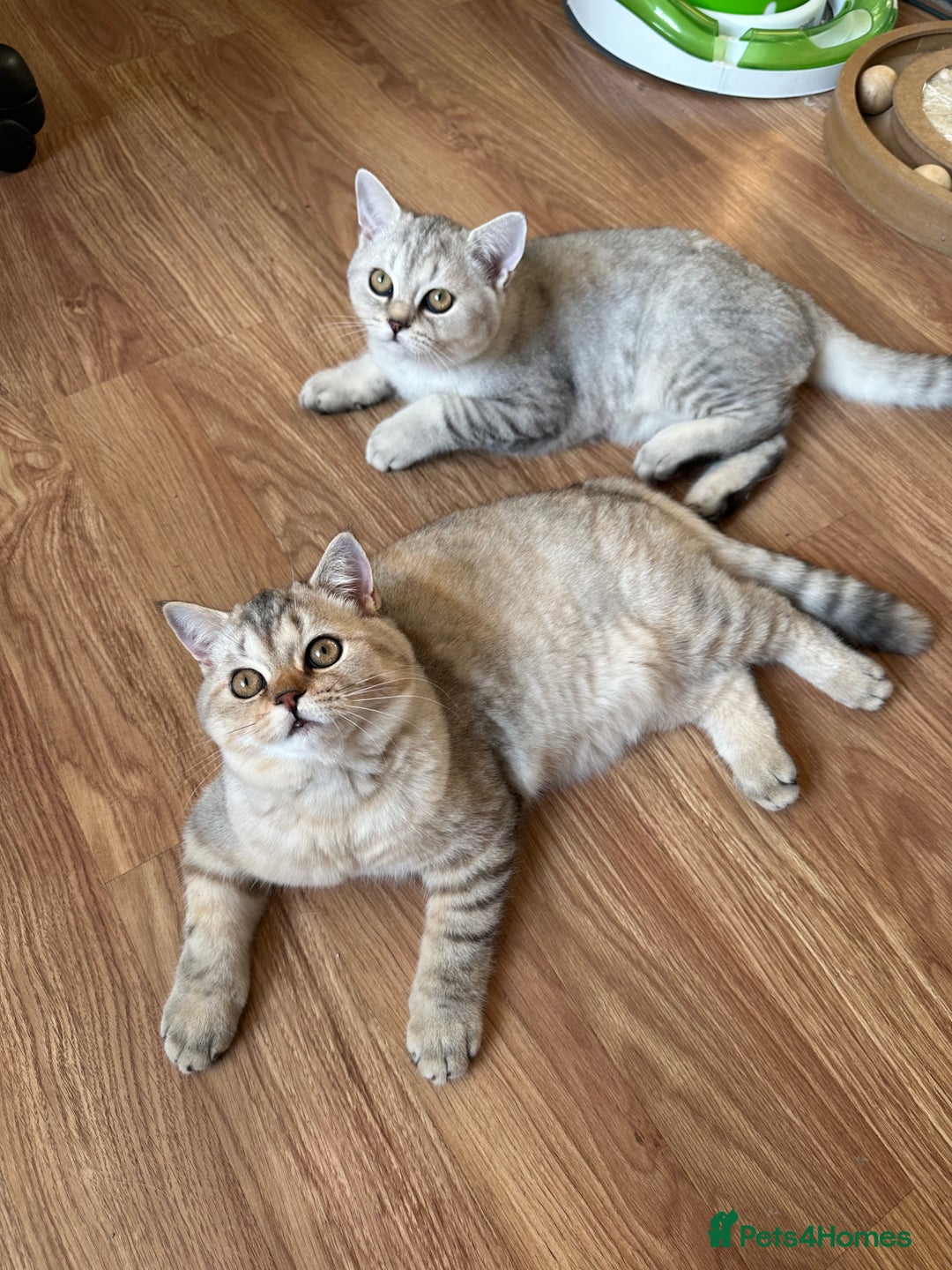 British Shorthair cats for sale: Gorgeous British Longhair & Shorthair Kittens - Advert 2
