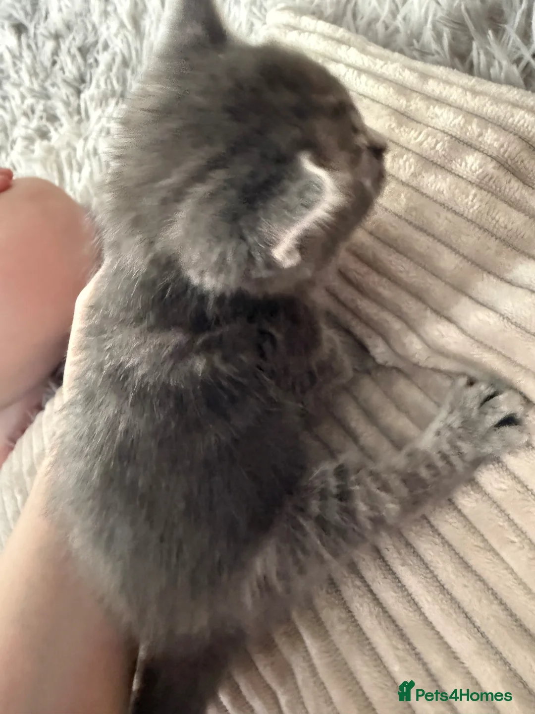 Mixed Breed cats for sale: Beautiful kittens of marble and striped colors - Advert 2
