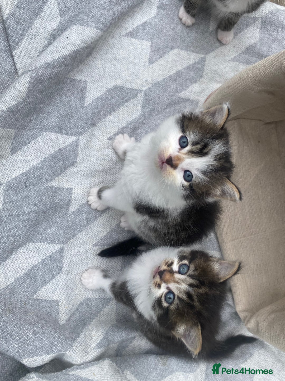 Mixed Breed cats for sale: Fluffy mixed tabby kittens  - Image 2