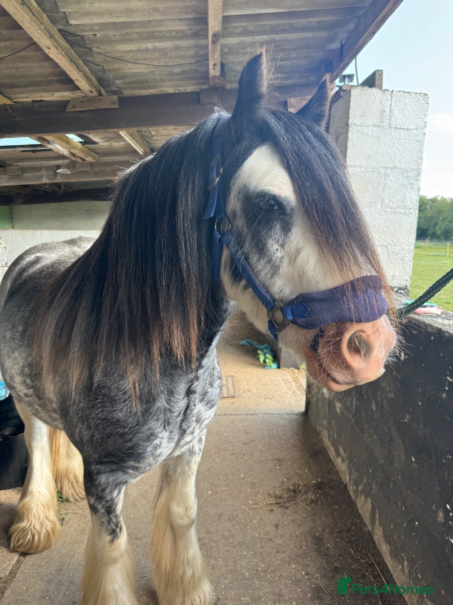 Irish Cob horses for sale: Norman  - Advert 9