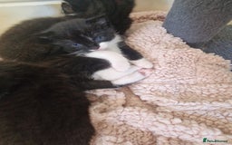 Mixed Breed cats for sale: One beautiful girl and one boy Tuxedo kittens - Advert 5
