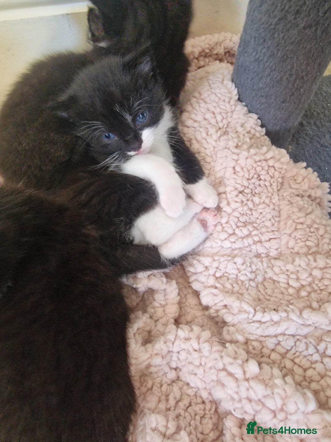 Mixed Breed cats for sale: One beautiful girl and one boy Tuxedo kittens - Advert 5