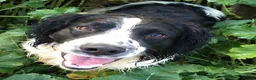English Springer Spaniel dogs for stud: Springer Spaniel Stud - Advert 3
