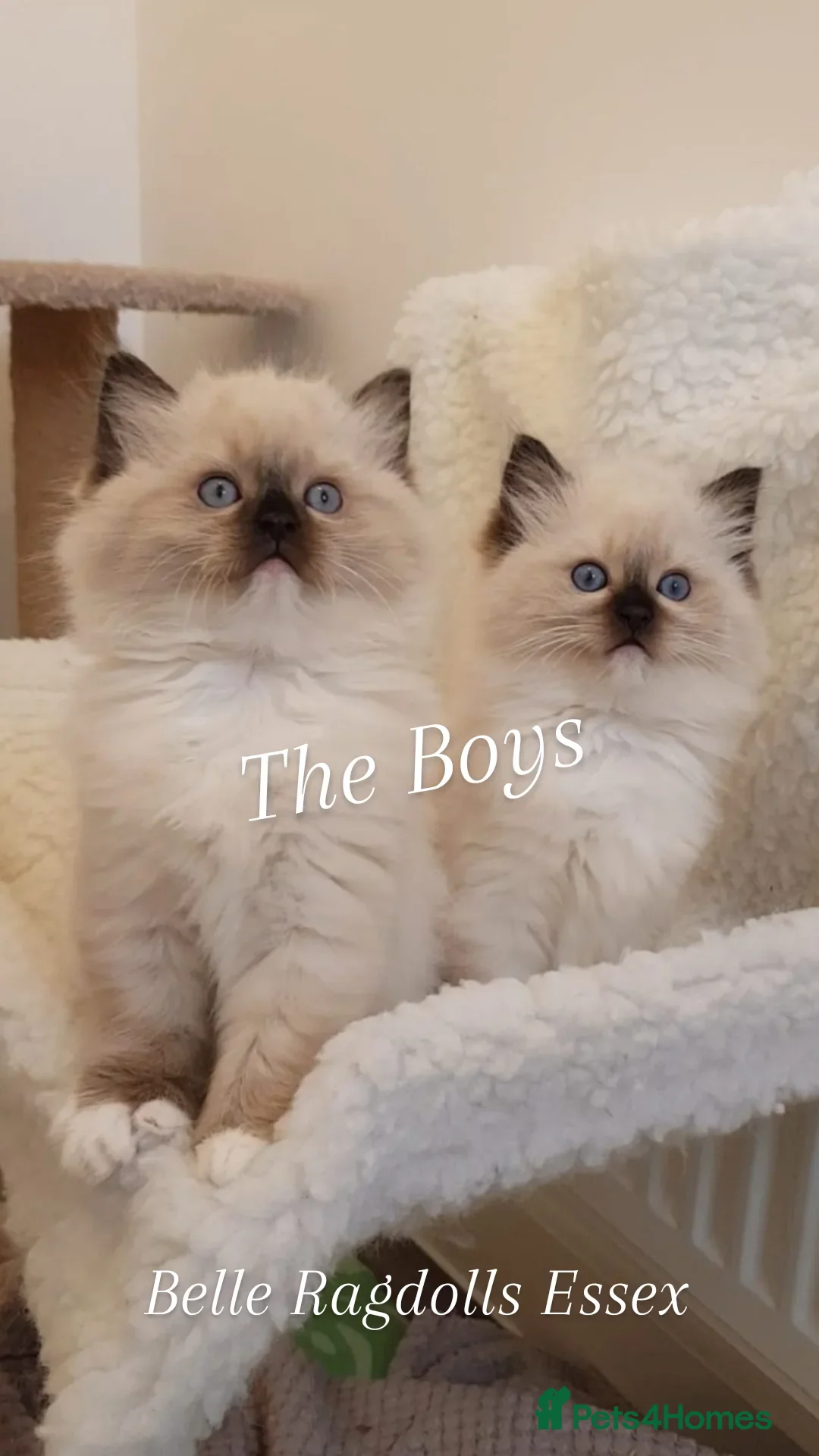 Ragdoll cats Stunning Ragdoll kittens  - Advert 4