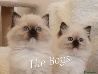 Ragdoll cats Stunning Ragdoll kittens - Advert 4