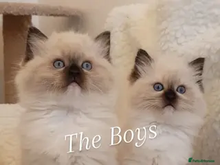 Ragdoll cats Stunning Ragdoll kittens - Advert 14