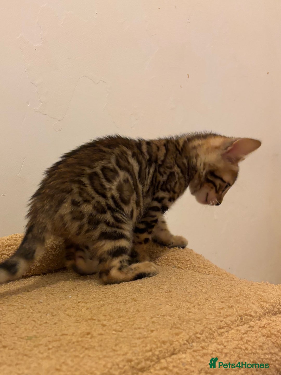 Bengal cats for sale: Snow and Brown boy TICA bengal kittens  - Image 34