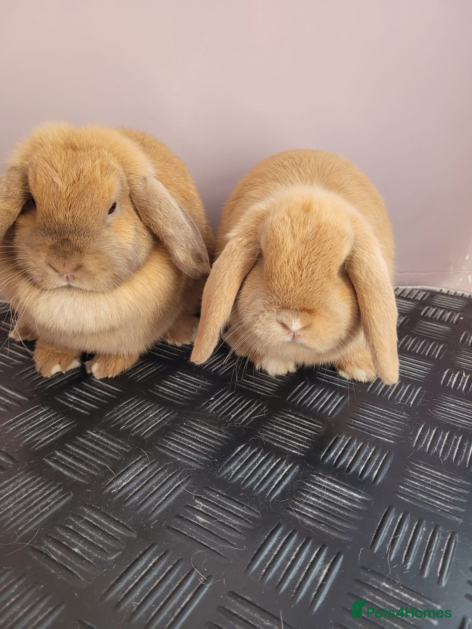 Mini Lop rabbits Mini lop Young adults available  - Advert 18