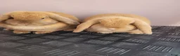 Mini Lop rabbits for sale: Mini lop Young adults available  - Advert 1