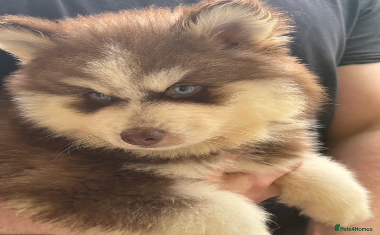 Pomsky dogs - Advert 2
