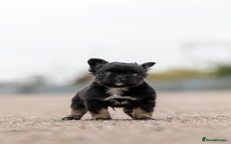 French Bulldog dogs for sale: French Bulldogs ready to leave - Image 6