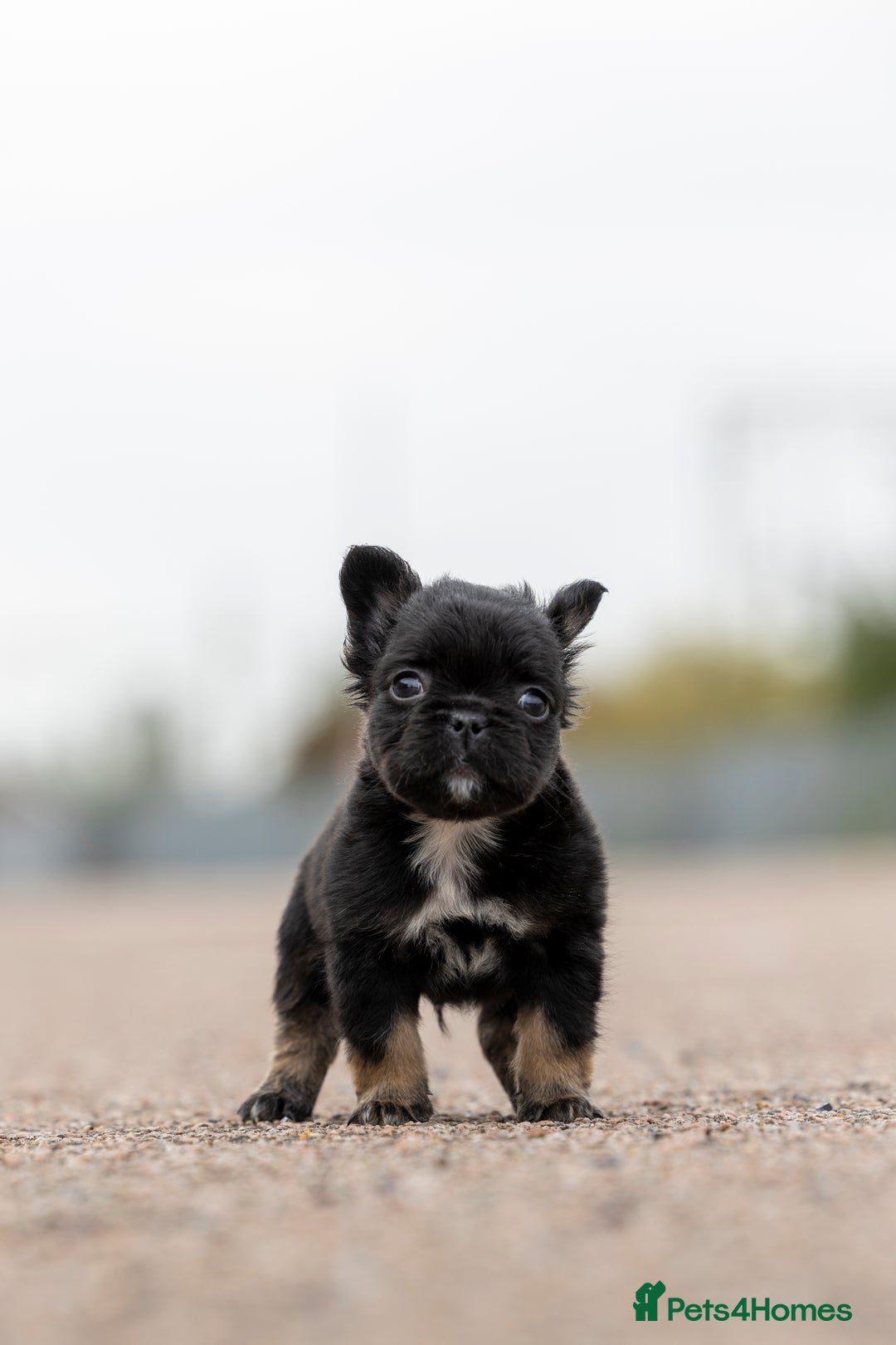 French Bulldog dogs for sale: French Bulldogs ready to leave - Image 6