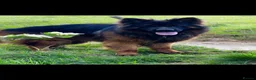 German Shepherd dogs for sale: QUALITY GERMAN SHEPHERD LONG HAIR PUPPIES  - Advert 3