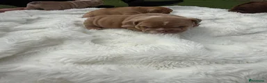 English Bulldog 1