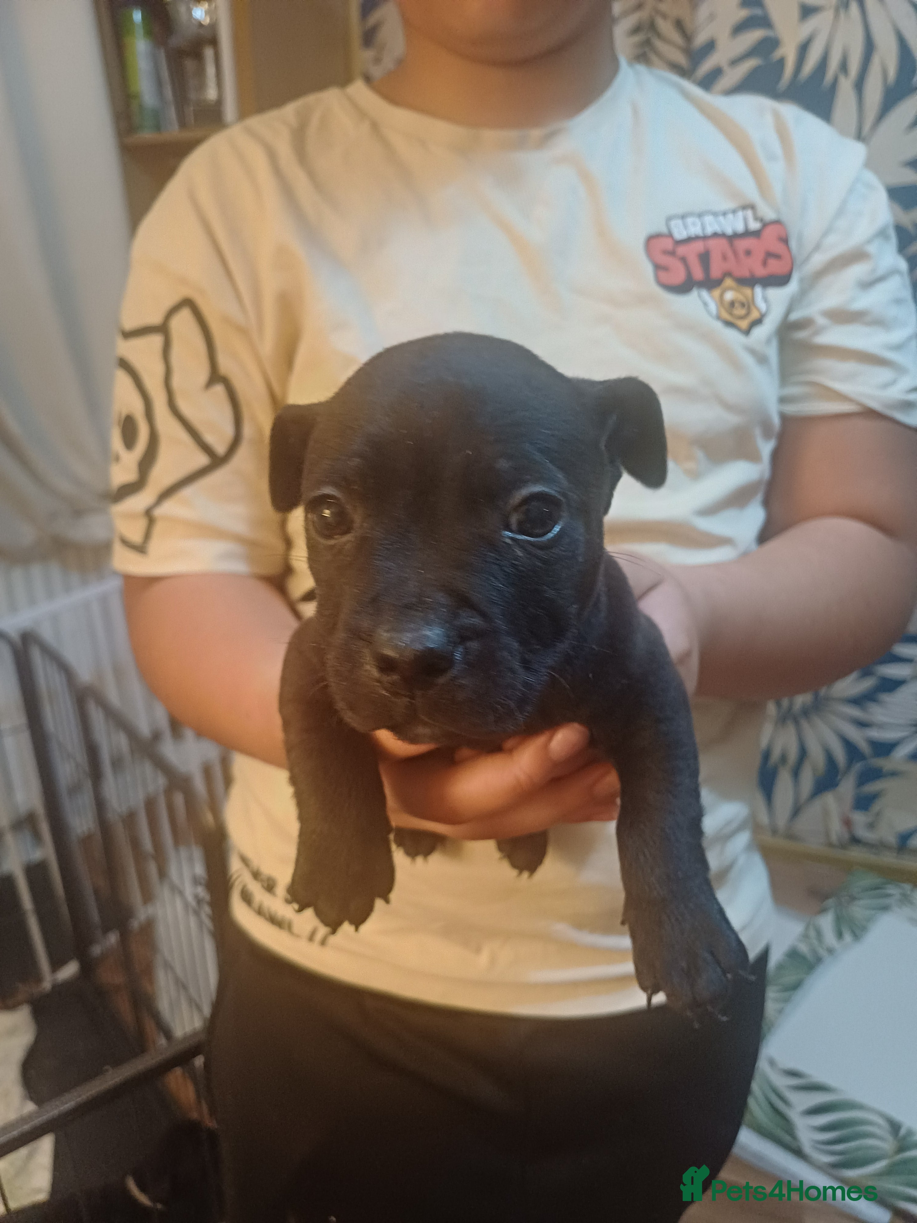 Mixed Breed dogs Adorable 3/4 Staff Bull Terrier 1/4 Jack Russell. - Advert 7