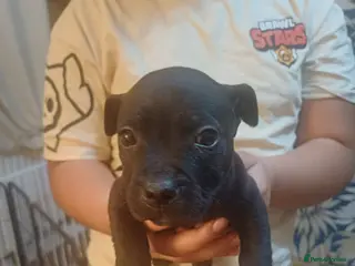 Mixed Breed dogs Adorable 3/4 Staff Bull Terrier 1/4 Jack Russell. - Advert 7