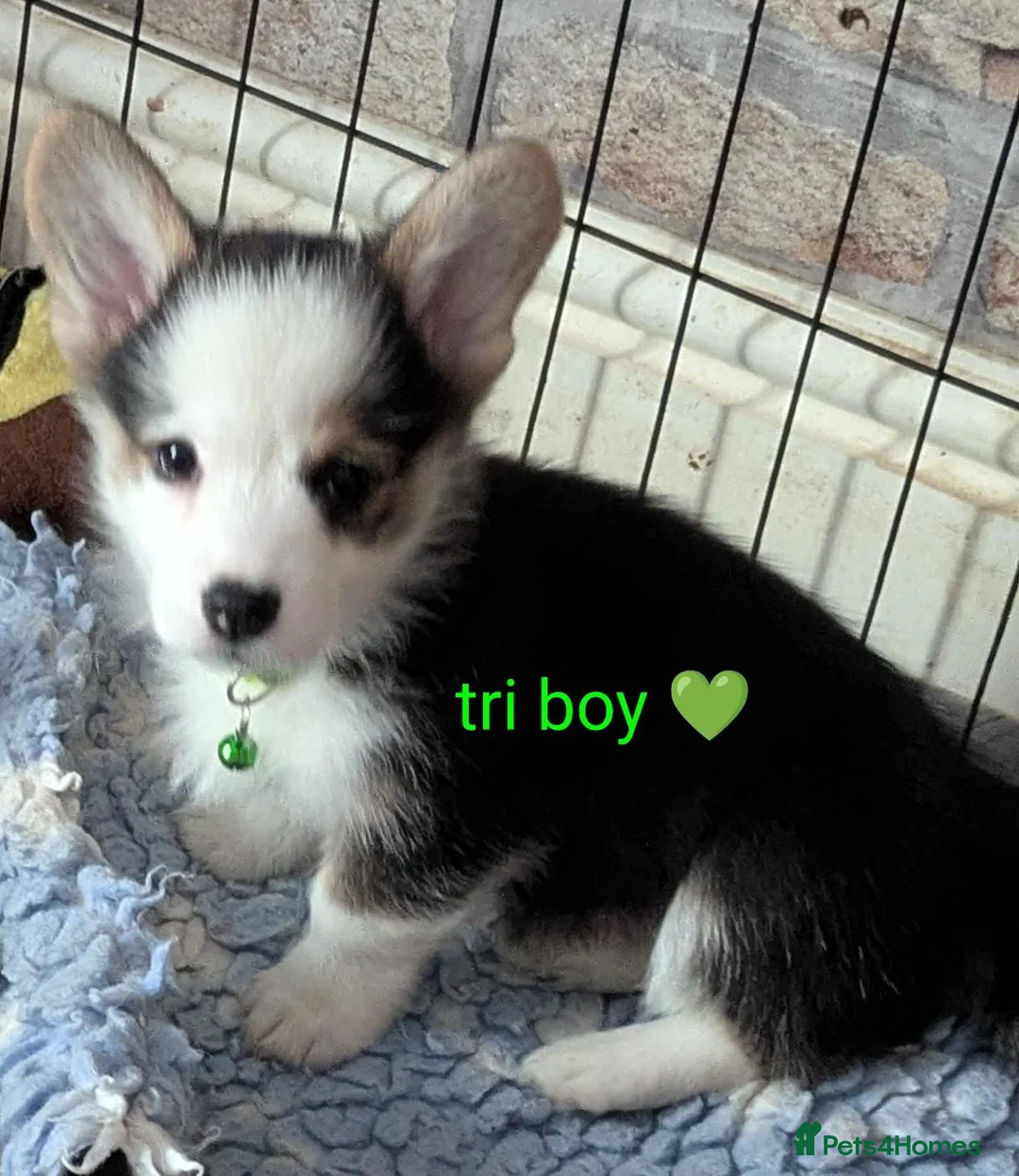 Welsh Corgi Pembroke dogs for sale: Quality, dna clear healthy fit pups - Advert 2