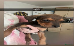 Mixed Breed dogs for sale: Staffy X Rottweilers - Image 1