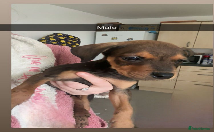 Mixed Breed dogs - Advert 1