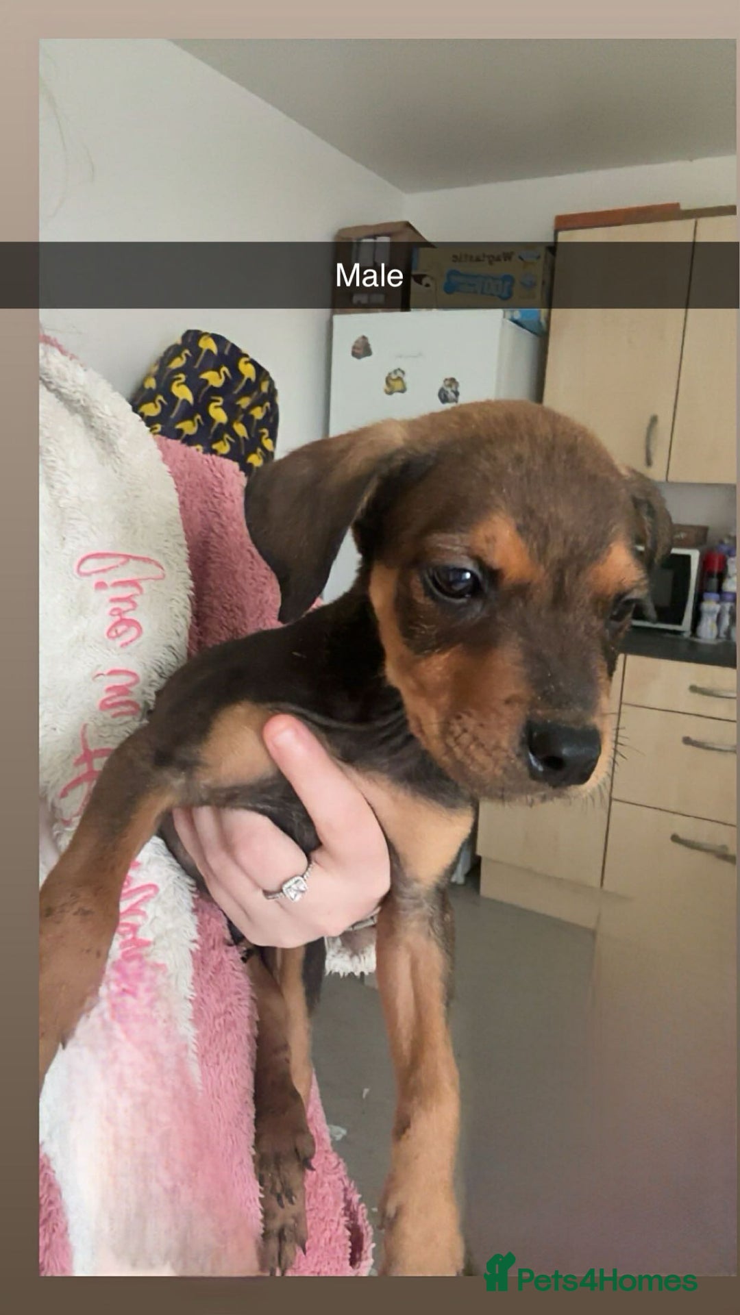 Mixed Breed dogs for sale: Staffy X Rottweilers - Image 1