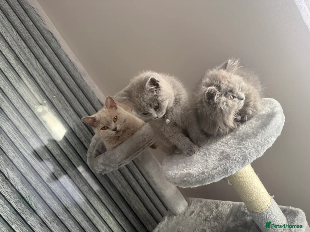 British Shorthair cats for sale: Beautiful kitten looking for a loving home  in Rugby - Advert 2