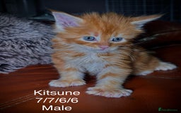 Maine Coon cats for sale: Rare 7-toed, Champion, Russian Maine coon kittens - Image 7