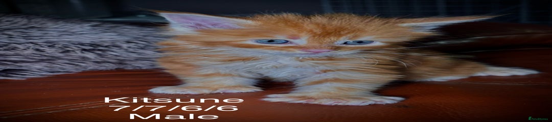 Kitsune