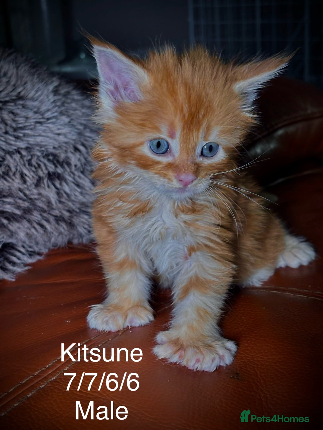 Maine Coon cats for sale: Rare 7-toed, Champion, Russian Maine coon kittens - Image 7