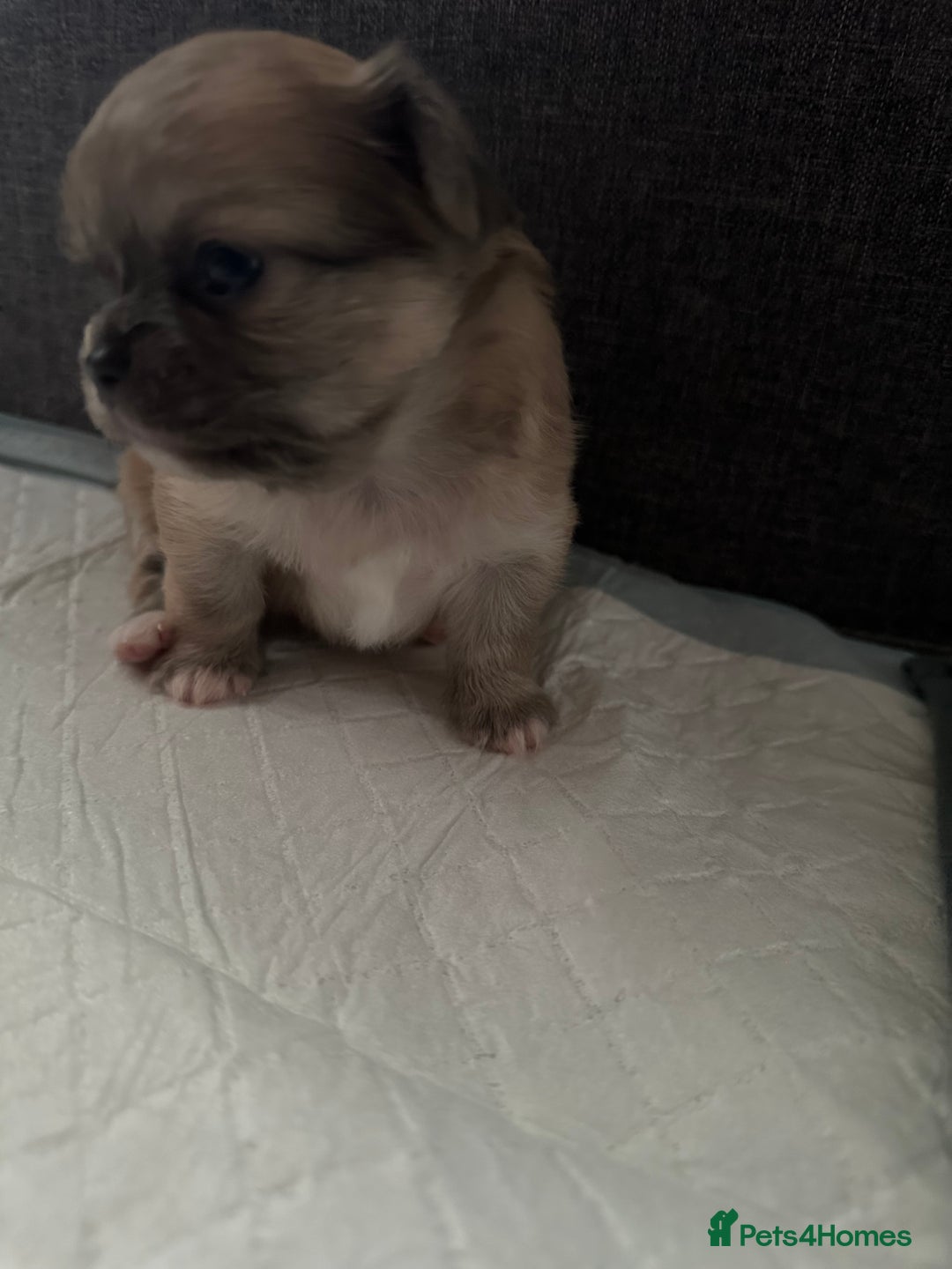 Chihuahua dogs for sale: Beautiful Chihuahua puppies. Two girls left  - Advert 10