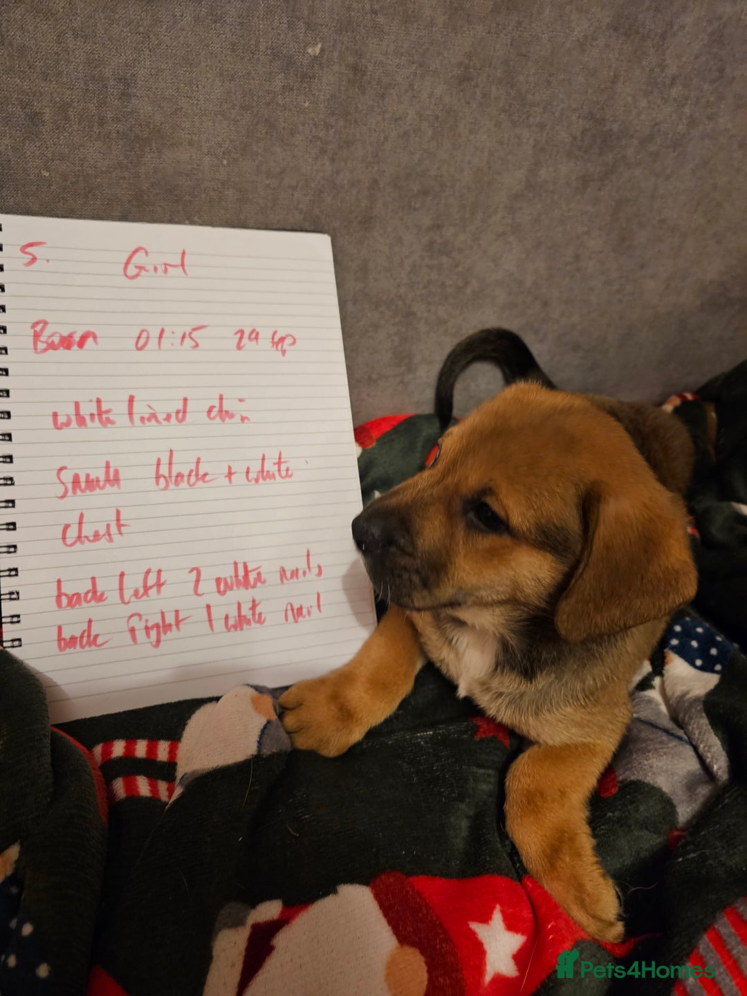 Mixed Breed dogs for sale: German Mastiff pups - Advert 7