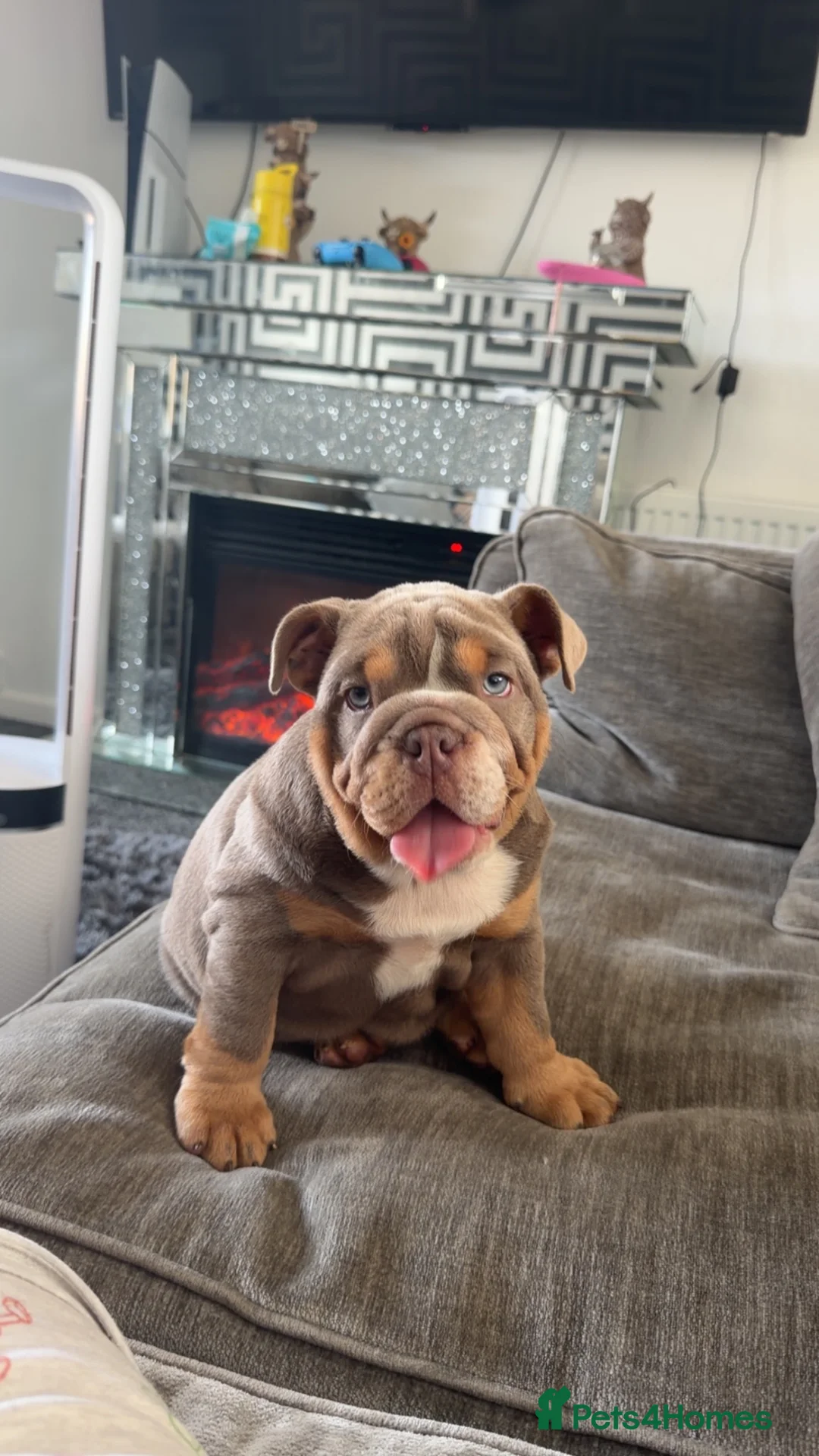 English Bulldog dogs for sale: English Bulldog  - Advert 1