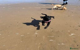 Labrador Retriever dogs for sale: 2 male Labrador puppy brothers  - Image 3