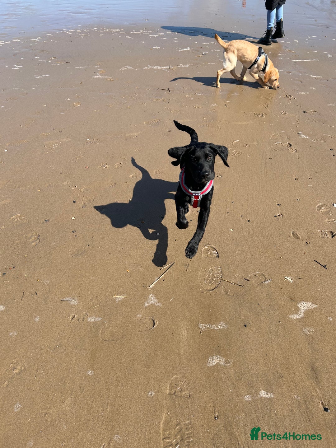 Labrador Retriever dogs for sale: 2 male Labrador puppy brothers  - Image 3