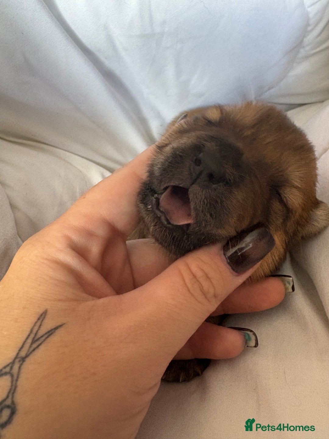 Chow Chow dogs for sale: Baby chow chows  - Image 4