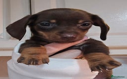 Miniature Dachshund dogs for sale: Miniature dachshunds 🐶 - Advert 5