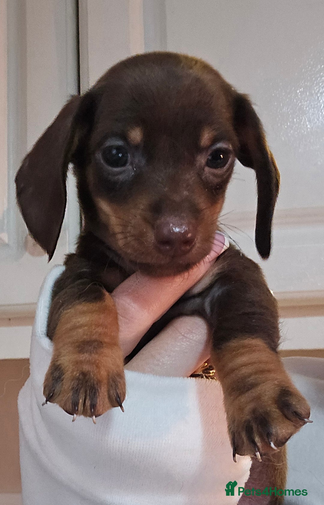 Miniature Dachshund dogs for sale: Miniature dachshunds 🐶 - Advert 5