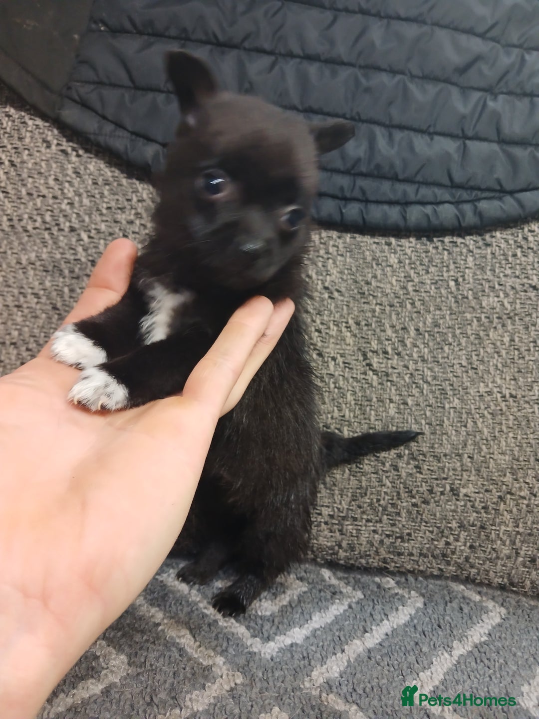 Mixed Breed dogs for sale: Pomeranian cross puppies ready now - Image 35