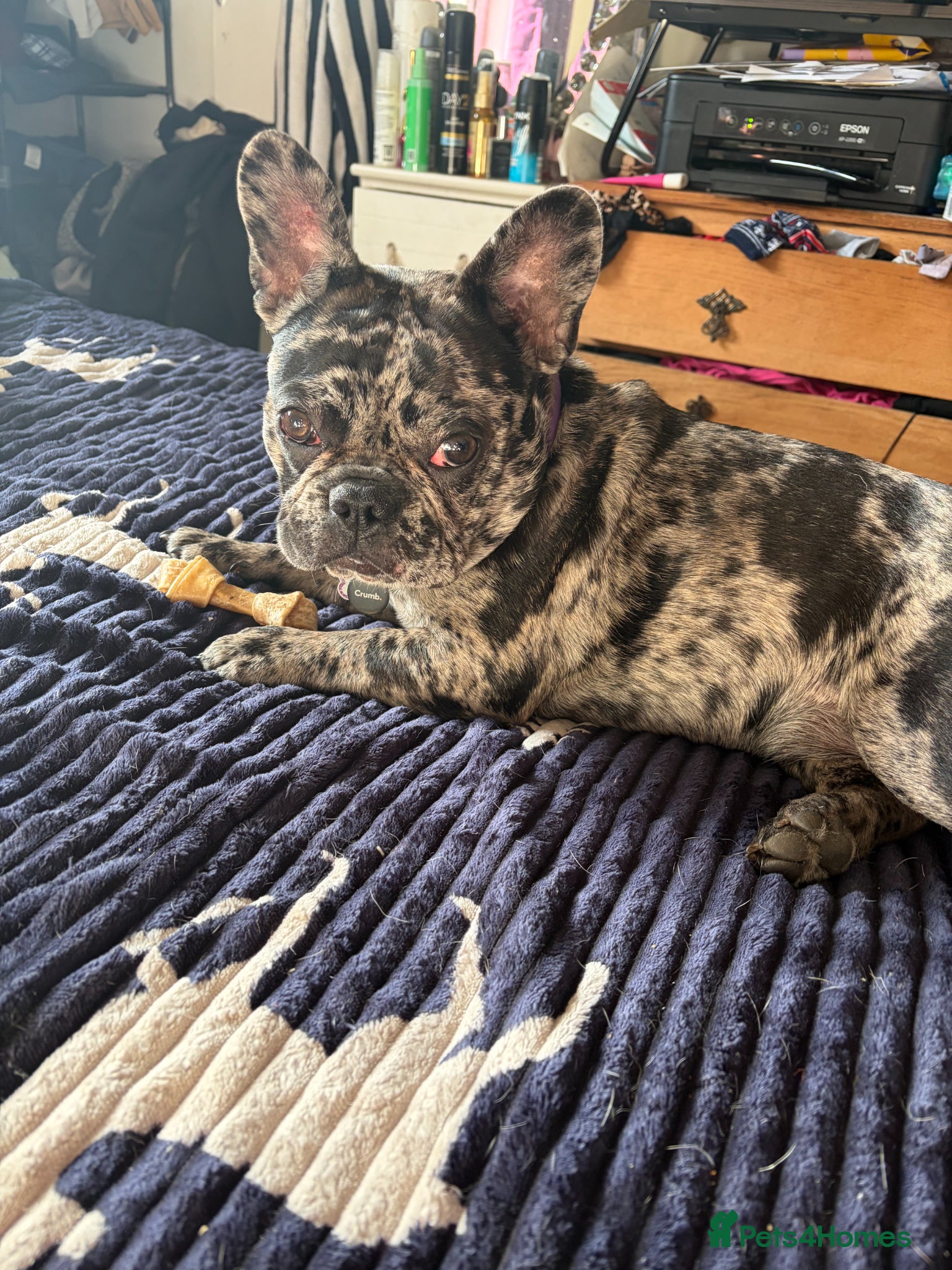 French Bulldog dogs Lilac Merle French Bull Dog - Advert 4