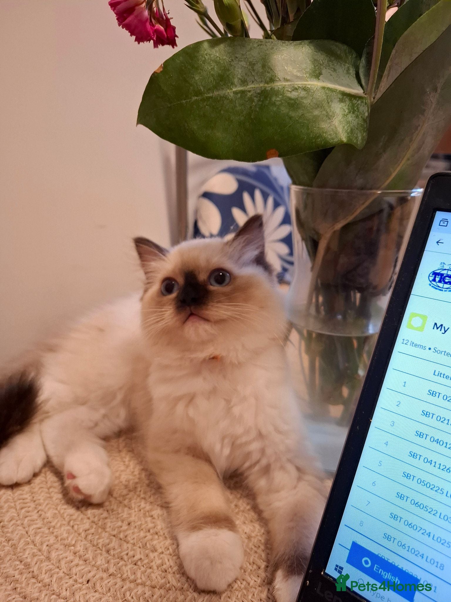 Ragdoll cats The last female, perfect for breeding. - Advert 2