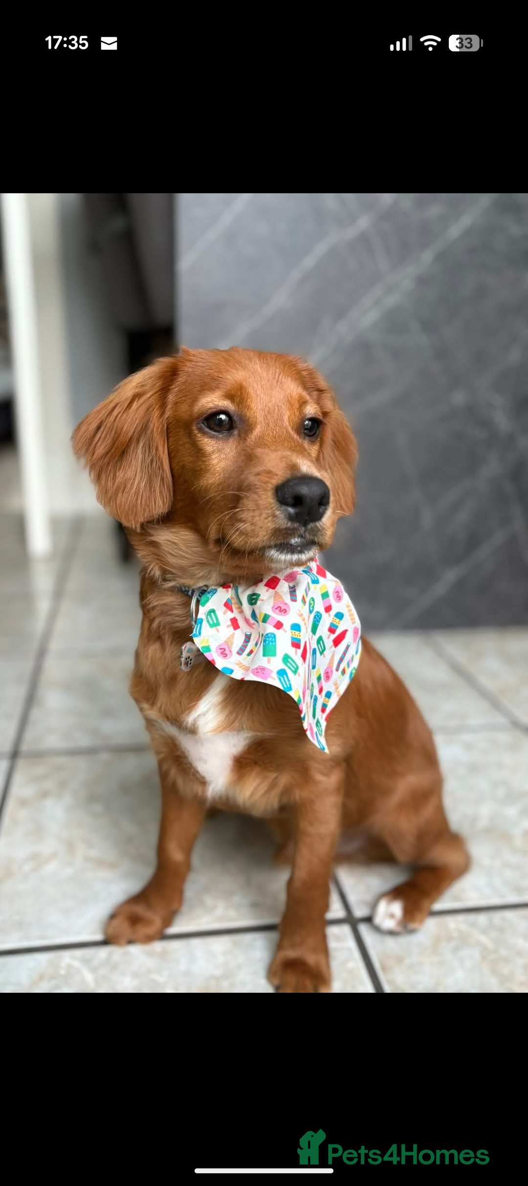 Cockapoo dogs for sale: 9month old cockapoo - Advert 5