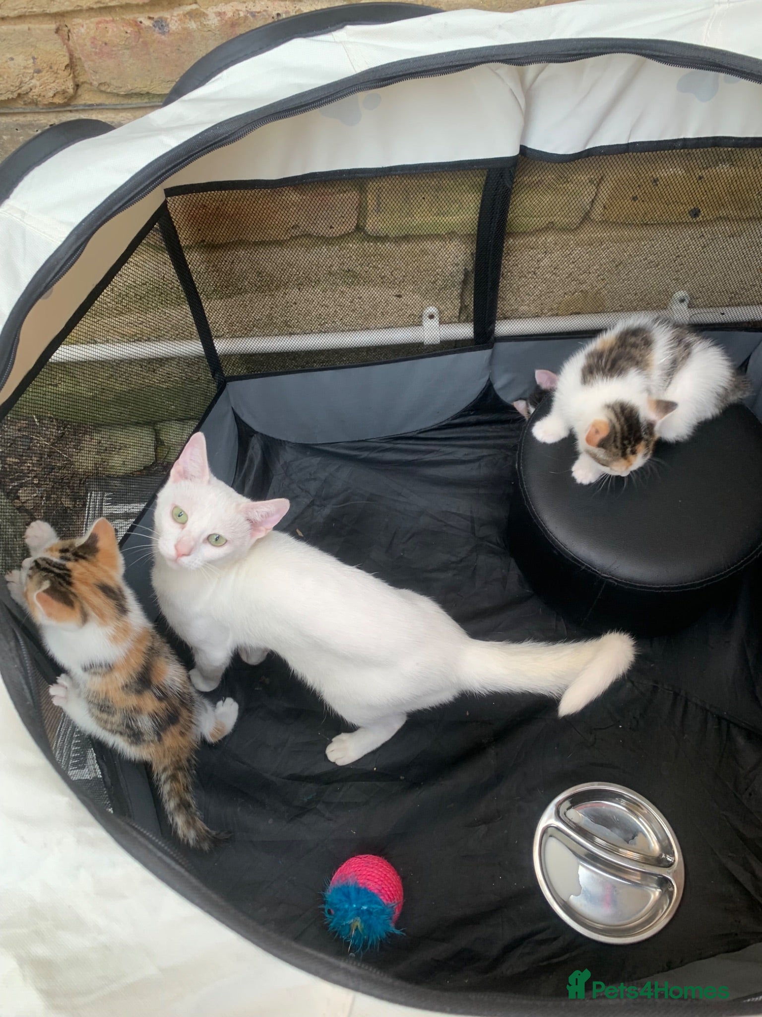 British Shorthair cats Beautiful Blue Eyed Female Kittens - Advert 17