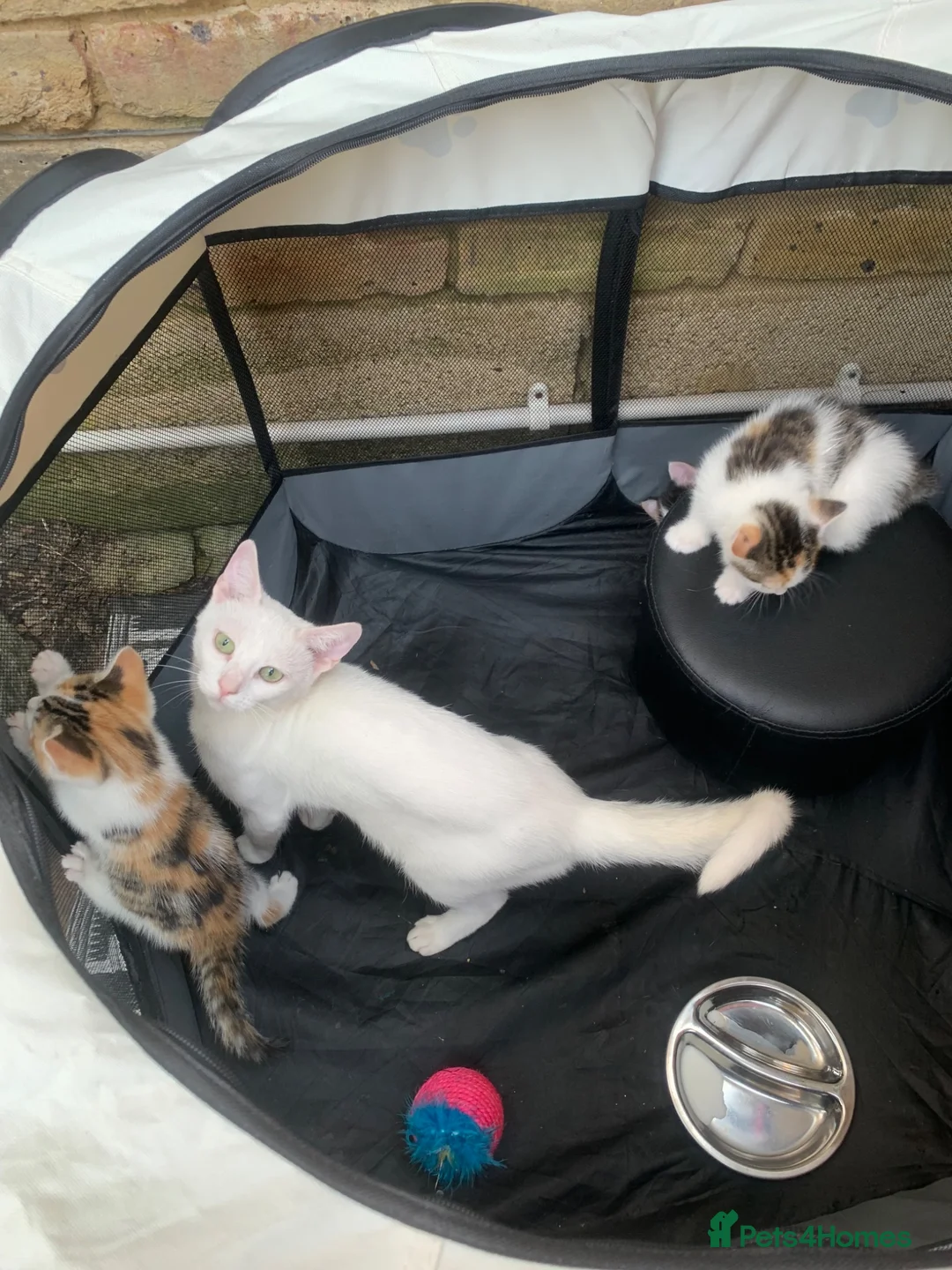 British Shorthair cats for sale: Beautiful Blue Eyed Female Kittens - Advert 1