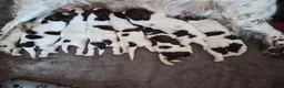English Springer Spaniel dogs for sale: KC registered English Springer Spaniels - Advert 1