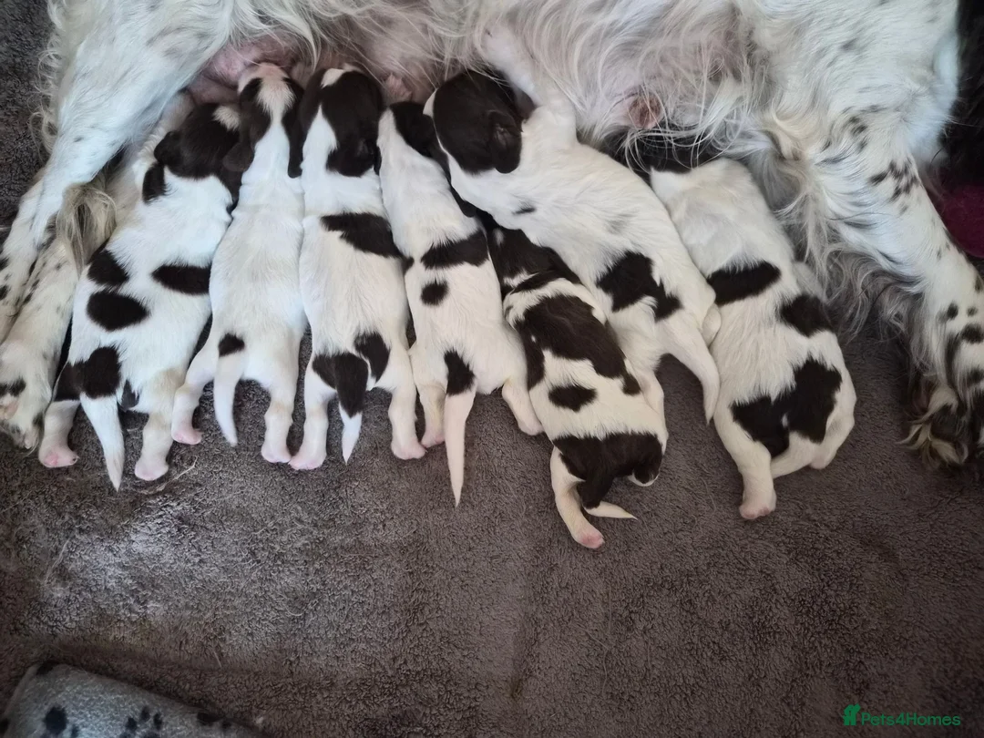 English Springer Spaniel dogs for sale: KC registered English Springer Spaniels - Advert 1