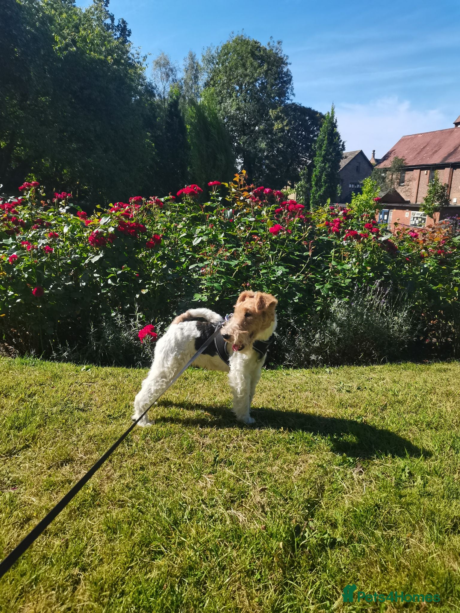 Fox Terrier dogs Beautiful young female Wire Fox Terrier available. - Advert 14