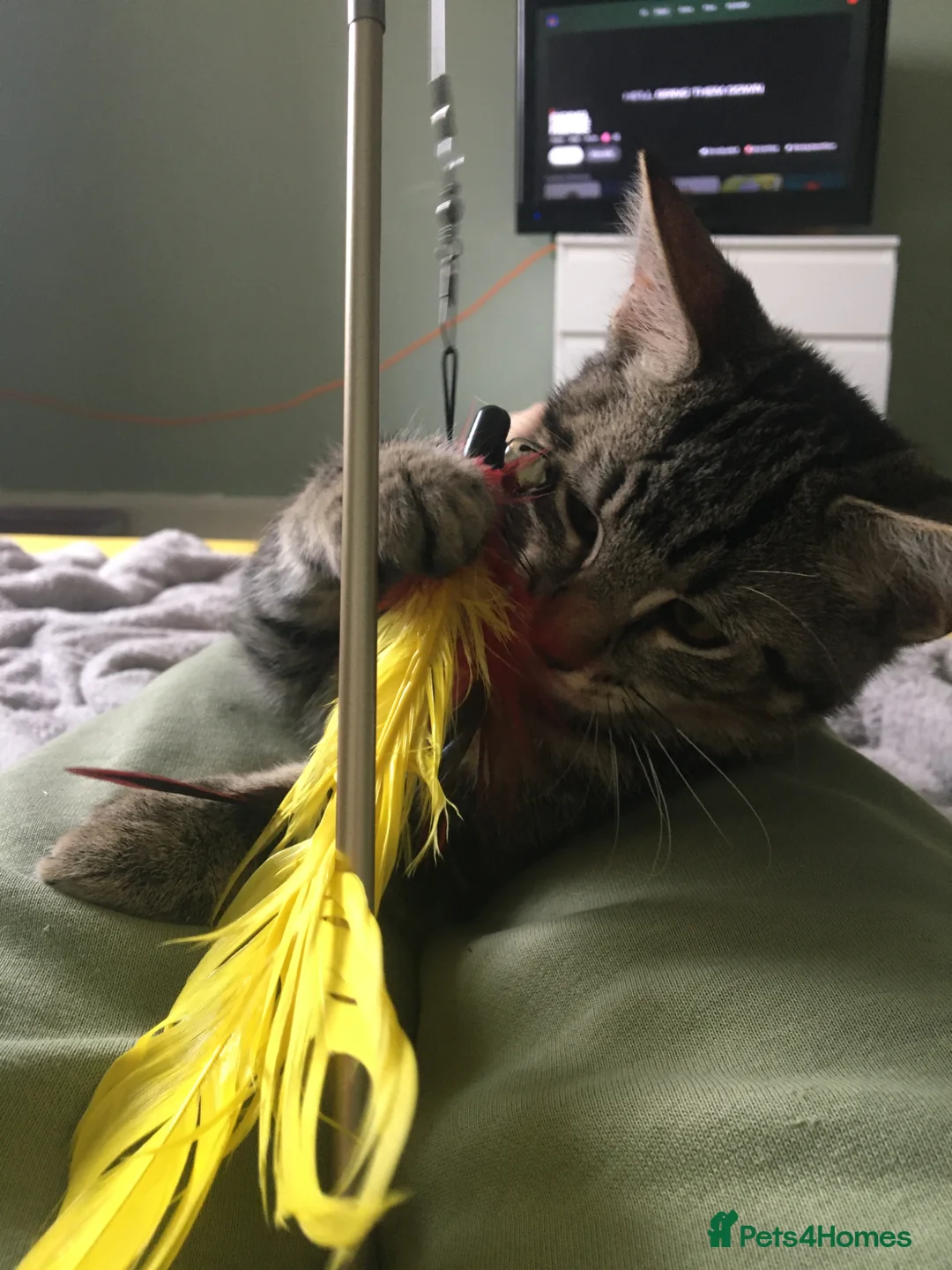 Mixed Breed cats for sale: Cat for sale 🩷🩵 in Newent - Advert 2