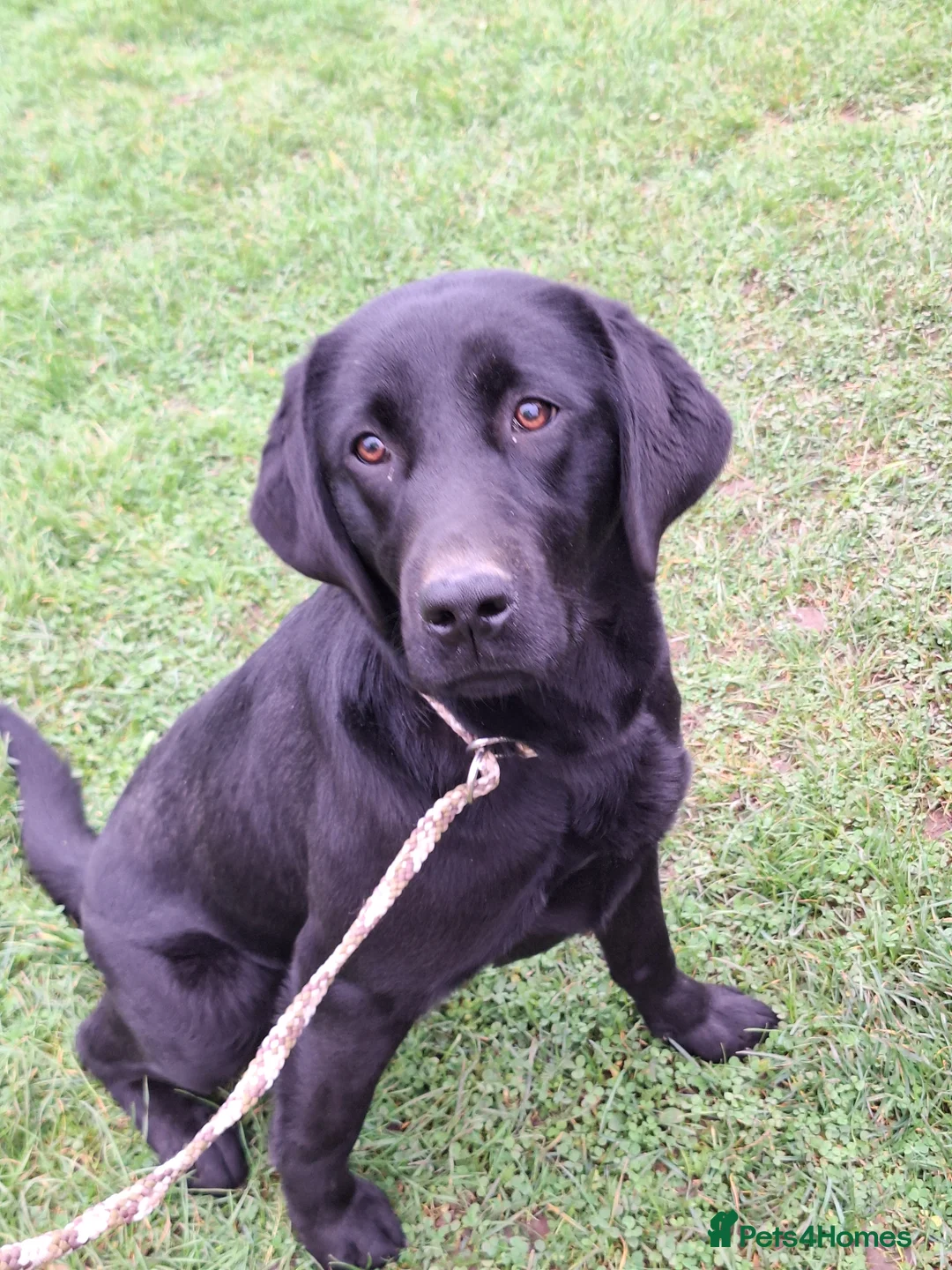 Labrador Retriever dogs for stud: KC fully tested Choc Labrador Stud in Bicester - Advert 12