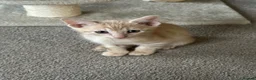 Siamese cats for sale: Siamese British Short Hair X in Preston - Advert 9