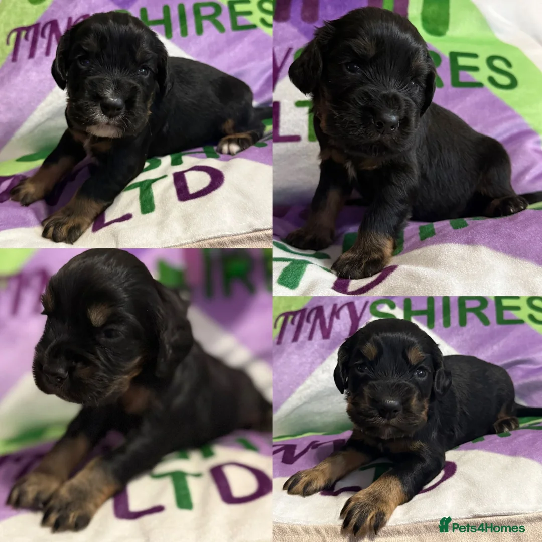 Cocker Spaniel dogs for sale: KC BLACK AND TAN boys 17 dna health tested clear  - Advert 1