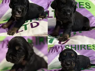 Cocker Spaniel dogs for sale: KC BLACK AND TAN boys 17 dna health tested clear - Advert 1